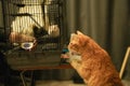 Ginger cat watching the cleaning of a hamster's cage Royalty Free Stock Photo