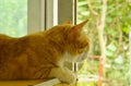 Ginger cat watching outside from glass window in home Royalty Free Stock Photo