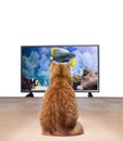 Ginger cat watching TV Royalty Free Stock Photo