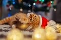 Ginger cat wears Santa`s hat under Christmas tree playing with lights and ball. Christmas and New year concept Royalty Free Stock Photo