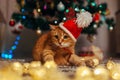 Ginger cat wears Santa`s hat under Christmas tree playing with lights. Christmas and New year concept Royalty Free Stock Photo