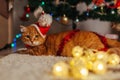 Ginger cat wears Santa`s hat under Christmas tree playing with lights at home. Christmas and New year concept Royalty Free Stock Photo