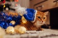 Ginger cat wears Santa`s hat under Christmas tree playing with lights and tinsel. Christmas and New year concept Royalty Free Stock Photo