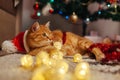 Ginger cat wears Santa's hat under Christmas tree playing with lights. Christmas and New year concept Royalty Free Stock Photo