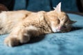 Ginger cat well-eat and relax on bed at home Royalty Free Stock Photo