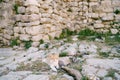 A ginger cat with a white breast lies on the stones against the background of an old building. Royalty Free Stock Photo