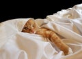 Ginger cat in white linen, playing