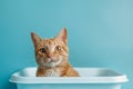 Ginger cat in white litter box on blue studio background Royalty Free Stock Photo