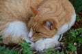 Ginger cat curled up on a bed of clovers just woke up from nap