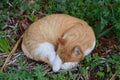 Ginger cat curled up having a nap on a bed of clovers