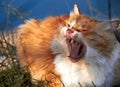 ginger cat yawning on a background of grass