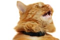 Ginger cat is yawning Royalty Free Stock Photo