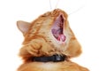 Ginger cat is yawning Royalty Free Stock Photo