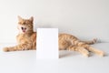 Ginger cat yawning with vertical postcard on white table background mockup. Cute pet with copy space card for your image or text. Royalty Free Stock Photo