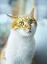 Ginger cat with yellow eyes, cat face. Royalty Free Stock Photo