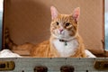 Ginger cat suitcase Royalty Free Stock Photo