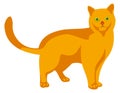 Ginger cat. Yellow pet standing. Cute animal