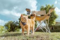 Ginger cats and a lawn chair. Royalty Free Stock Photo