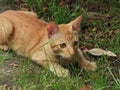 Ginger cats sometimes looks alike the litle tiger.