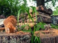 Ginger color tabby cat looking for mouse inside tree trunk, pile of fire wood in the background. Country pet life. Predator