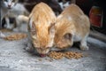 A ginger coloured cat eating kibbles. Concept for pet feeding time. Selective focus Royalty Free Stock Photo