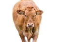 Ginger Cow on White Background Royalty Free Stock Photo