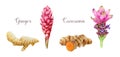 Ginger and curcuma flower with root watercolor illustration set. Hand drawn organic plant spice element set. Ginger and