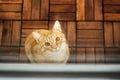Ginger cute cat behind closed glass door on wooden floor Royalty Free Stock Photo