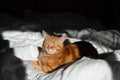 Ginger cute cat lies in bed with a white sheet