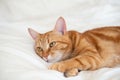 Ginger cute cat lies and sleeps on bed with a white sheet while