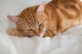 Ginger cute cat lies and sleeps on bed with a white sheet while