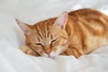 Ginger cute cat lies and sleeps on bed with a white sheet while