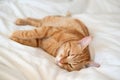 Ginger cute cat lies and sleeps on bed with a white sheet while