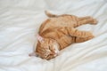 Ginger cute cat lies and sleeps on bed with a white sheet while