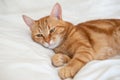 Ginger cute cat lies and sleeps on bed with a white sheet while