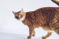 Ginger cute cat looking curiously on white background. Adorable home pet stock photography