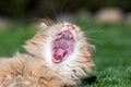 Ginger cute cat opening very big mouth