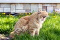 Ginger cute cat sitting on the garden