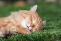 Ginger cute cat sleeping on the garden