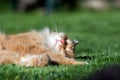 Ginger cute cat sleeping on the garden