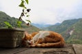 Sleepy mountain cat
