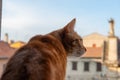 Ginger cute curious cat looks out the window on the street