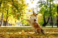 Ginger dog catches autumn leaves in the park. Royalty Free Stock Photo