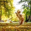 Ginger dog catches autumn leaves in the park. Royalty Free Stock Photo