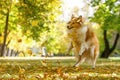 Ginger dog catches autumn leaves in the park. Royalty Free Stock Photo