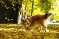 Ginger dog catches autumn leaves in the park. Royalty Free Stock Photo