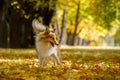 Ginger dog catches autumn leaves in the park. Royalty Free Stock Photo