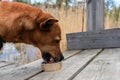 The ginger dog eats from tin can. Portrait of red brown dog. Muzzle of beautiful adult doggy that eats canned food during the