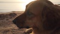 Ginger dog lies on a sandy beach at sunset. Royalty Free Stock Photo