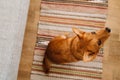Ginger dog looking upward while sitting on carpet Royalty Free Stock Photo